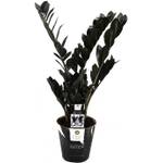 Blumen-Senf Zamioculcas Raven