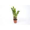 Blumen Senf Zamioculcas Zamiifolia