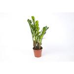 Blumen Senf Zamioculcas Zamiifolia