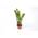 Blumen Senf Zamioculcas Zamiifolia