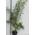 Blumen Senf Zebra Bambus