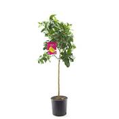 Blumen Senf Zitronenbaum