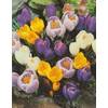 Blumenhandel Ullrich Blumenzwiebeln Crocus vernus