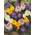 Blumenhandel Ullrich Blumenzwiebeln Crocus vernus