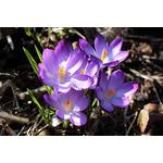Blumenhandel Ullrich Botanische Krokusse Ruby Giant