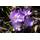 Blumenhandel Ullrich Botanische Krokusse Ruby Giant