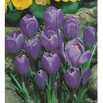 Blumenhandel Ullrich Krokusse Grand Maitre