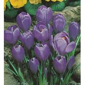 Blumenhandel Ullrich Krokusse Grand Maitre Vergleich