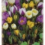 Blumenhandel Ullrich Krokuszwiebeln