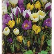 Blumenhandel Ullrich Krokuszwiebeln