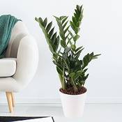 Blumenshop Glücksfeder 2096