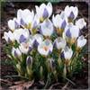 Bnsoide Krokus