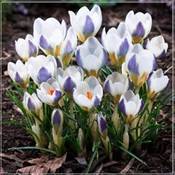 Bnsoide Krokus