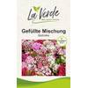 La Verde mein Garten und ich Bartnelken Blumensamen