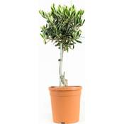 Botanicly 2 x Olivenbaum Vergleich