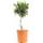 Botanicly 2 x Olivenbaum