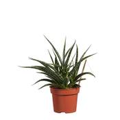 Botanicly  Bogenhanf Vergleich