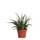 Botanicly  Bogenhanf