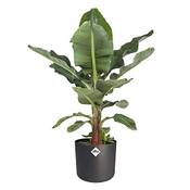 Botanicly Musa basjoo Vergleich