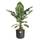 Botanicly Musa basjoo