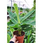 Botanicly Musa Dwarf Cavendish Vergleich