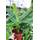 Botanicly Musa Dwarf Cavendish