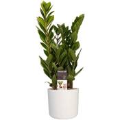Botanicly Zimmerpflanze Vergleich