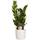 Botanicly Zimmerpflanze