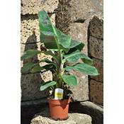 Botanicly Zwergbanane Musa Dwarf  Vergleich