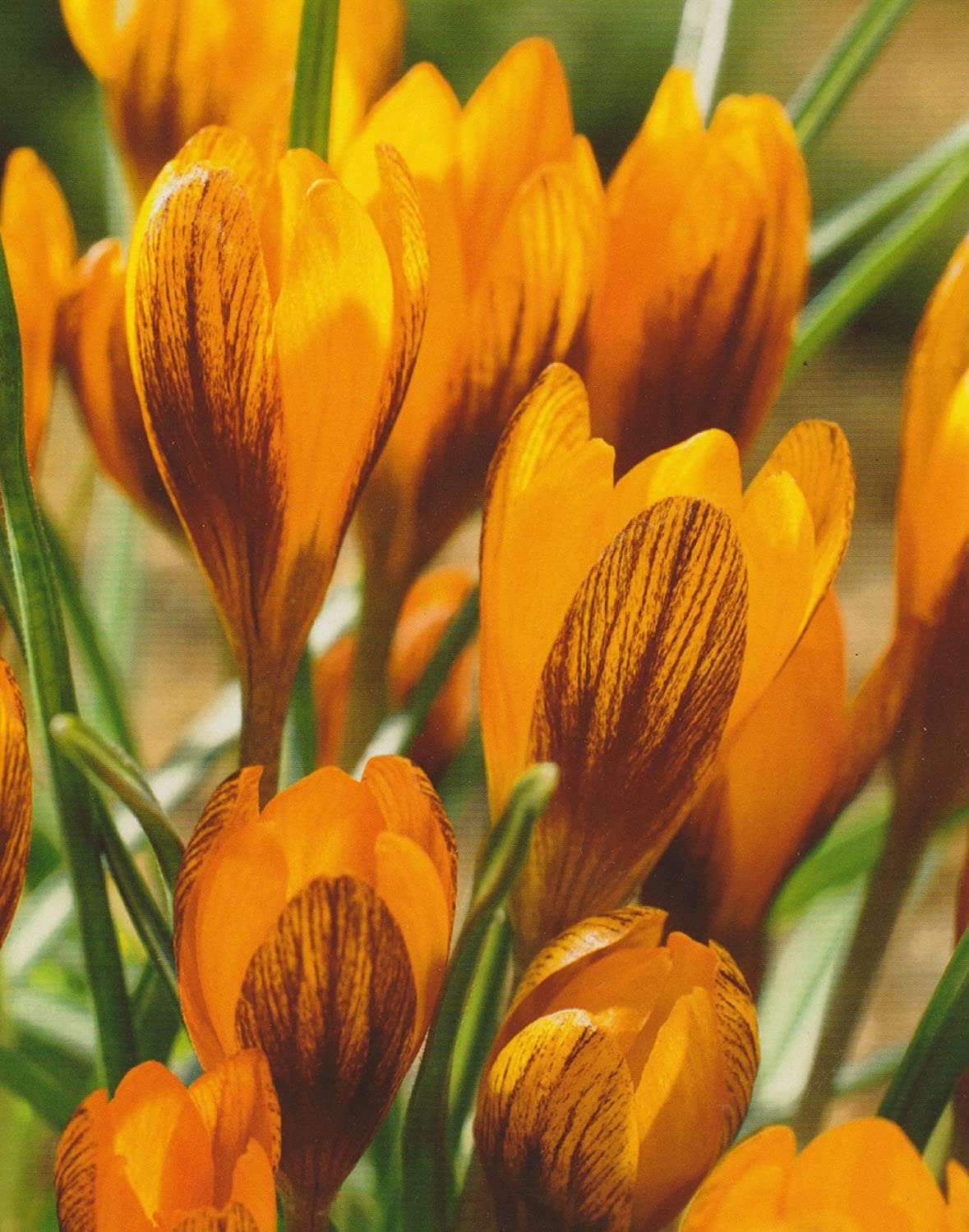 Botanische Krokuszwiebeln 'Orange Monarch' - 10 Stück, Winterhart, Blüte Februar-März