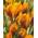 Botanische Krokusse Orange Monarch Blumenzwiebeln Crocus