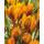 Botanische Krokusse Orange Monarch Blumenzwiebeln Crocus
