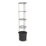 Botle Tomatenpflanze Blumentopf