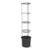 Botle Tomatenpflanze Blumentopf