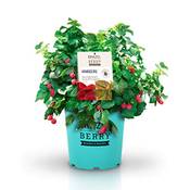 BrazelBerry - delicious & beautiful Dornenfreie Himbeere Vergleich
