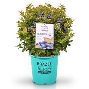 Brazelberry Jelly Bean Vergleich