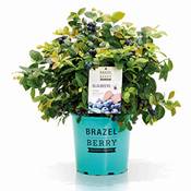 Brazelberry Pink Breeze Vergleich
