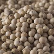 Bremer Gewürzhandel Weißer Pfeffer