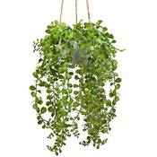 Briful Ficus Pumila Hängepflanze