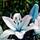 Bsptyy Blaue-Herz-Lilie