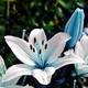 Bsptyy Blaue-Herz-Lilie Vergleich