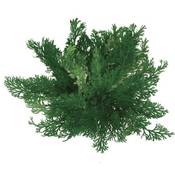 Bull & Bear Rose von Jericho Vergleich