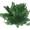 Rose von Jericho