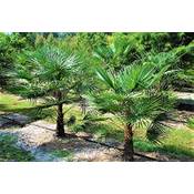 Csl sunrise Winterharte Palme 'Geminisectus'