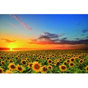 CHengQiSM Sonnenblumen in der Sonne Vergleich