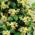 Clematisonline Sterjasmin Gelb