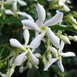 Clematisonline Sternjasmin Weiß