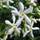 Clematisonline Sternjasmin Weiß