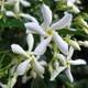 Clematisonline Sternjasmin Weiß Vergleich