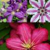 Clematisonline Clematis Kletterplanzen Mix